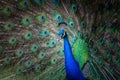 Peacock portrait with fanned tail. Royalty Free Stock Photo