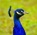 Peacock portrait. Royalty Free Stock Photo