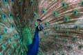 Peacock portrait Royalty Free Stock Photo