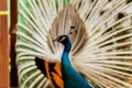 Peacock. Portrait of male peacock displaying his tail feathers. Royalty Free Stock Photo