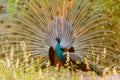 Peacock. Portrait of male peacock displaying his tail feathers. Royalty Free Stock Photo