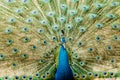 Peacock. Portrait of male peacock displaying his tail feathers. Royalty Free Stock Photo