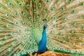 Peacock. Portrait of male peacock displaying his tail feathers. Royalty Free Stock Photo