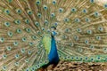 Peacock. Portrait of male peacock displaying his tail feathers. Royalty Free Stock Photo