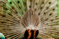 Peacock. Portrait of male peacock displaying his tail feathers. Royalty Free Stock Photo
