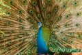 Peacock. Portrait of male peacock displaying his tail feathers. Royalty Free Stock Photo