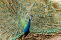 Peacock. Portrait of male peacock displaying his tail feathers. Royalty Free Stock Photo