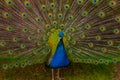 Peacock portrait with plumage