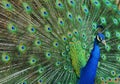 Peacock Portrait