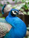 Peacock portrait