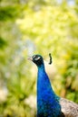 Peacock Pose Royalty Free Stock Photo