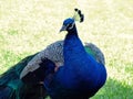 Peacock Posing Royalty Free Stock Photo