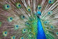 Peacock Poster - Landscape - a beautiful adult male peacock in all its finery Royalty Free Stock Photo