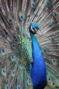 Peacock Poster - Portrait - a beautiful adult male peacock in all its finery Royalty Free Stock Photo