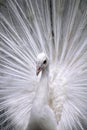 Peacock Poster - Portrait - a beautiful adult male white peacock in all its finery Royalty Free Stock Photo