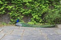 Peacock at Powis Castle