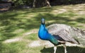 Peacock at Prinknash Bird and Deer Park