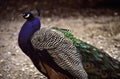 Peacock In Profile