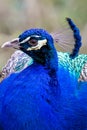 Blue Peacock in Profile Closeup of Head and Neck Royalty Free Stock Photo