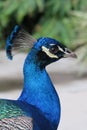 Peacock profile closeup day natural Royalty Free Stock Photo