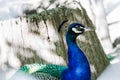 Proud peacock profile Royalty Free Stock Photo