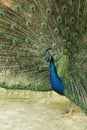 Peacock profile