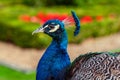 Peacock profile view close up image garden background