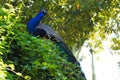 Peacock guarding his pointy, lerida