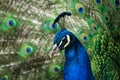 Peacock protrait with selective focus on the head Royalty Free Stock Photo