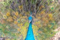 Peacock proudly demonstrating its beautiful colorful feathers