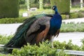 Peacock Royalty Free Stock Photo