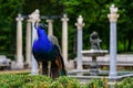 Peacock in a public park with old white stone columns Royalty Free Stock Photo