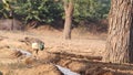 A peacock quenching thirst on a water stream