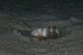 Juvenile Peacock Razorfish Iniistius pavo Royalty Free Stock Photo