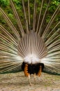 Peacock rear side Royalty Free Stock Photo