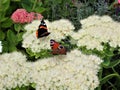 Peacock and Red Admiral Butterfly dancing on white Sedum