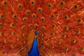 Peacock with red feather display