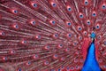 Peacock with Red Feathers Royalty Free Stock Photo