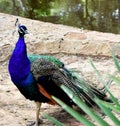 Peacock in the Reina Sofia Dunes park of Guardamar del Segura beach, Alicante. Spain.