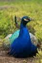 Peacock resting its eyes on a sunny afternoon in the botanic gar