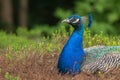 Peacock resting on a sunny afternoon in the botanic gardens of C