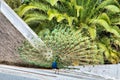 Peacock on roof against palm tree