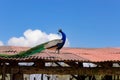 Peacock on the roof