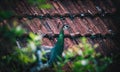 Peacock on a rooftop of a rural village house Royalty Free Stock Photo