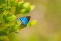 peacock royal butterfly male spreading its bright blue wings on a green leaf in the summer day