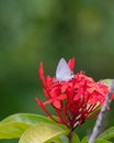 Peacock Royal butterfly on red flowers