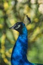 Peacock in a Russian zoo.