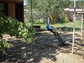 Peacock in a Russian zoo.