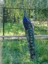 Peacock in a Russian zoo.