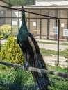 Peacock in a Russian zoo.